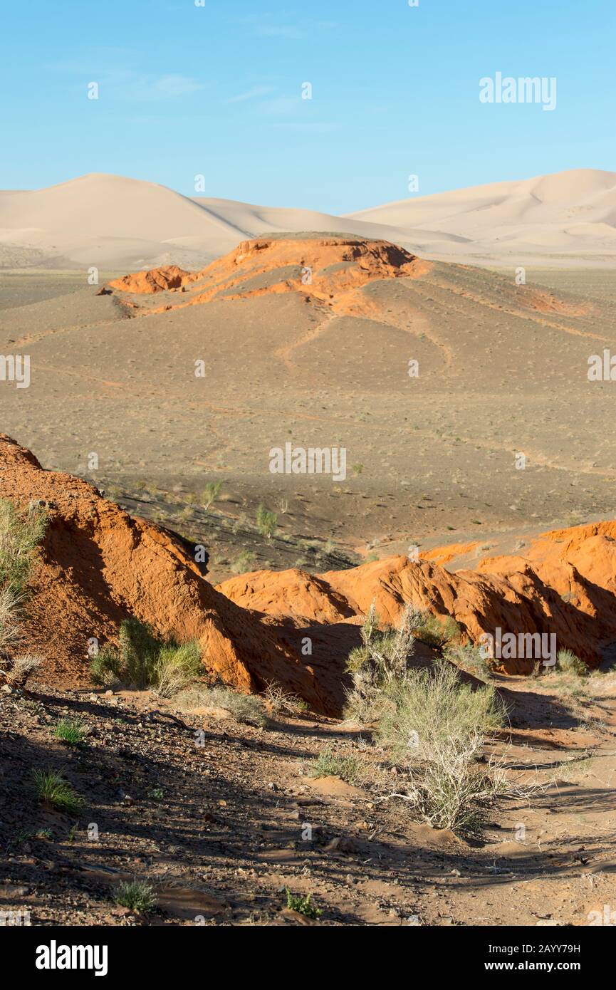 Paesaggio con rocce rosse sedimentarie e alberi di sassoni (Haloxylon ammodendron) alle dune di sabbia di Hongoryn Els nel deserto di Gobi nella Mongolia meridionale. Foto Stock