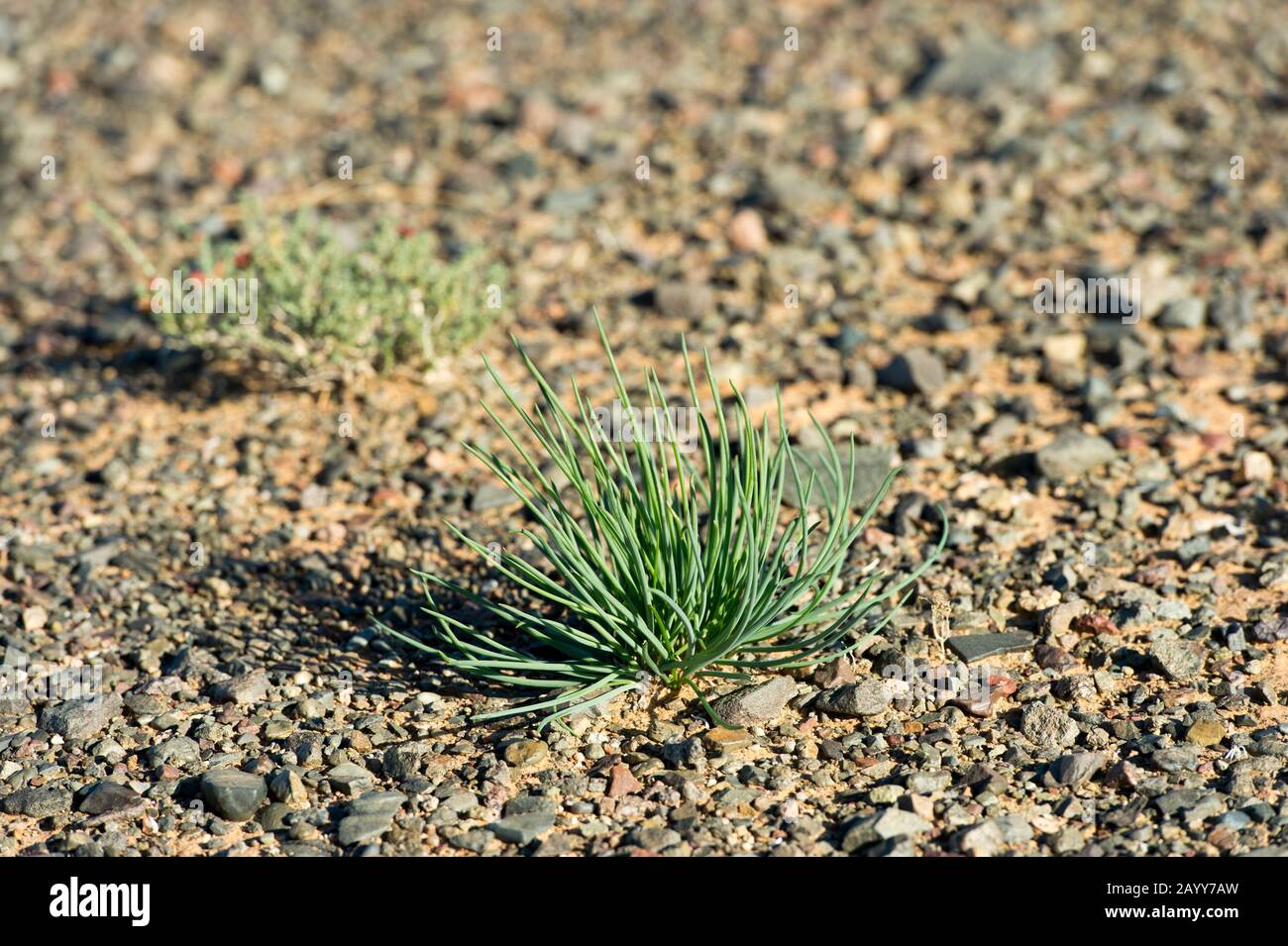 Erba cipollina selvatica che cresce in condizioni asciutte alle dune di sabbia di Hongoryn Els nel deserto di Gobi nella Mongolia meridionale. Foto Stock