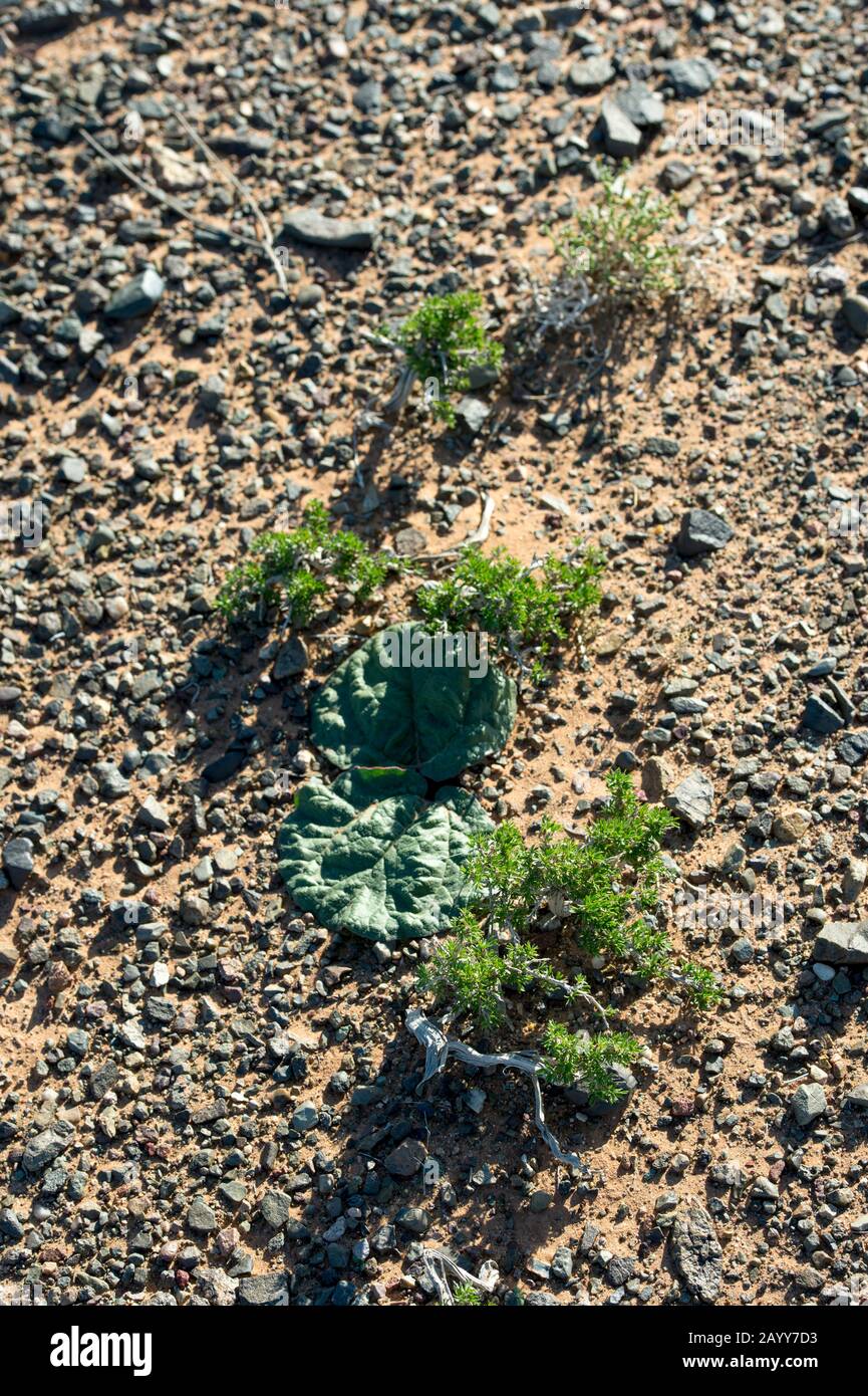 Le piante desertiche, compreso il rabarbaro selvatico, crescono in condizioni asciutte alle dune di sabbia di Hongoryn Els nel deserto del Gobi, nella Mongolia meridionale. Foto Stock