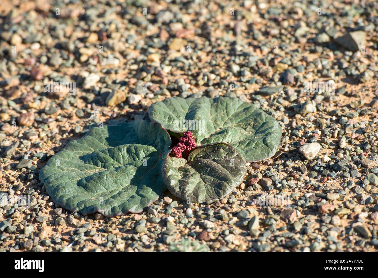 Fioritura di rabarbaro selvatico che cresce in condizioni asciutte alle dune di sabbia di Hongoryn Els nel deserto di Gobi nella Mongolia meridionale. Foto Stock