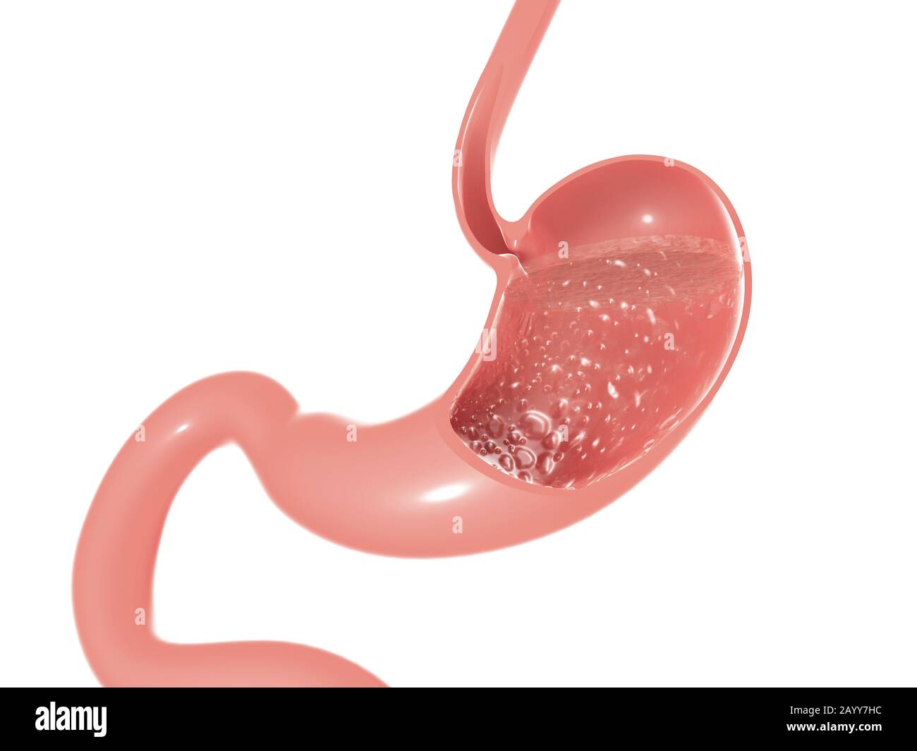 3D illustrazione dell'anatomia dello stomaco e dell'intestino umani. Sezione vuota che mostra l'interno che esegue la digestione. Foto Stock