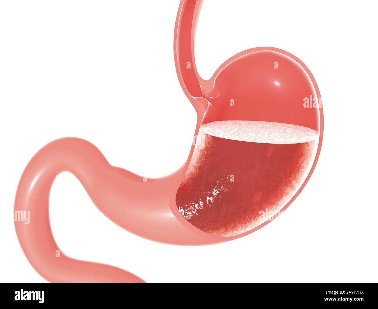 3D illustrazione dell'anatomia dello stomaco e dell'intestino umani. Sezione vuota che mostra l'interno che esegue la digestione. Foto Stock