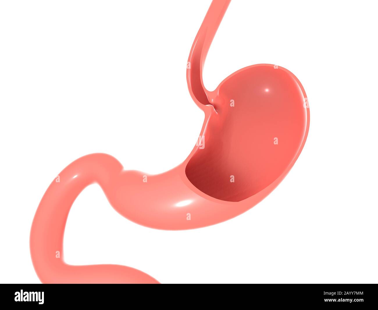 3D illustrazione dell'anatomia dello stomaco umano, dell'esofago e dell'intestino. Sezione vuota che mostra l'interno vuoto. Foto Stock