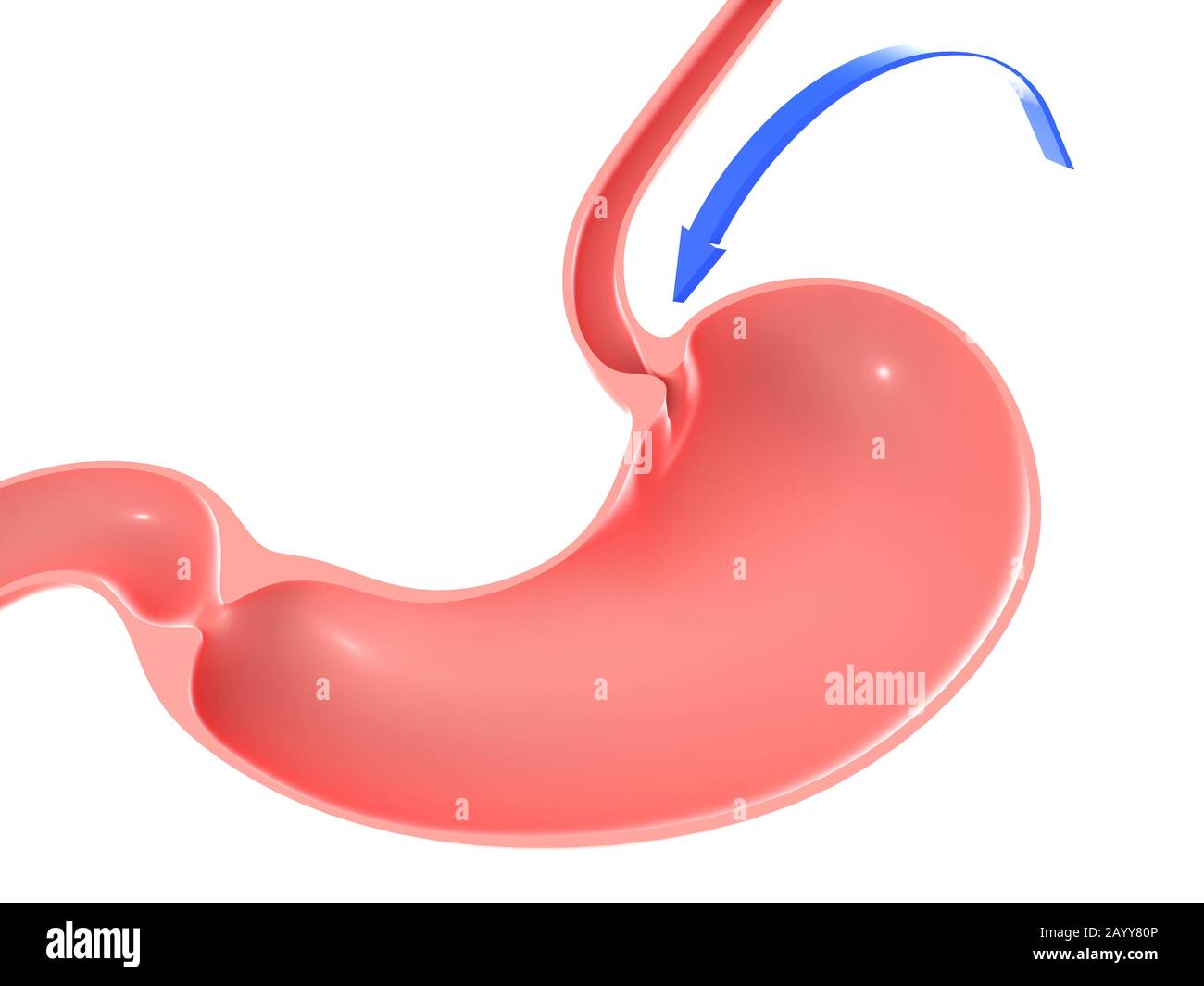 3D illustrazione dello stomaco umano, evidenziando lo sfintere duodenale e l'esofago. Con una freccia blu con il movimento rivolto verso. Foto Stock