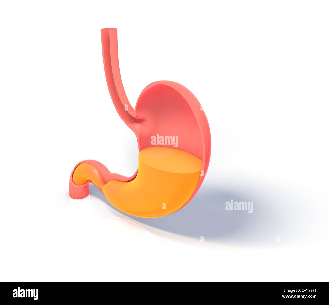 Illustrazione 3D che mostra l'interno dello stomaco facendo digestione. Rappresentazione a volume vuoto, silhouette isolata appoggiata al suolo. Foto Stock