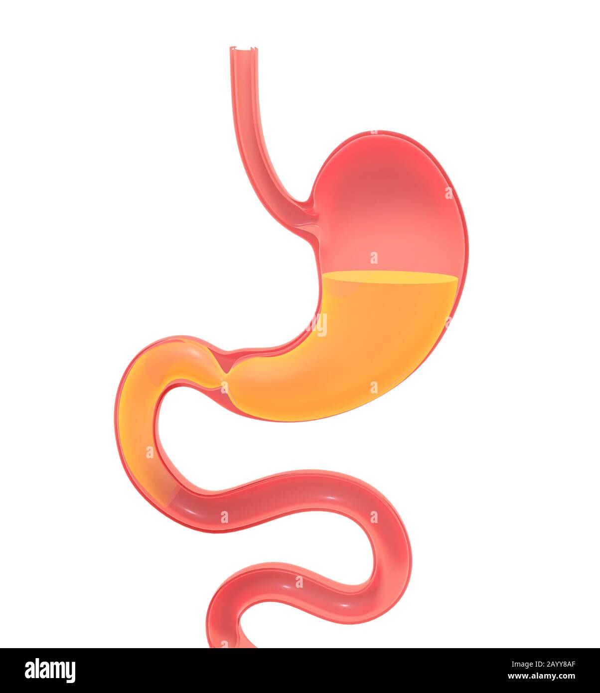 Illustrazione 3D che mostra l'interno dello stomaco facendo digestione. Rappresentazione a volume vuoto, silhouette isolata appoggiata al suolo. Foto Stock