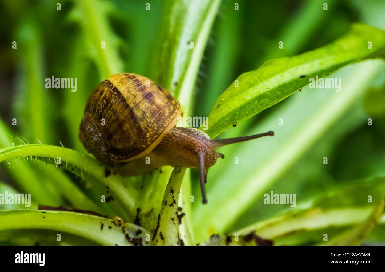 Lumaca romana in macro closeup, popolare lumaca commestibile specie da Europa Foto Stock