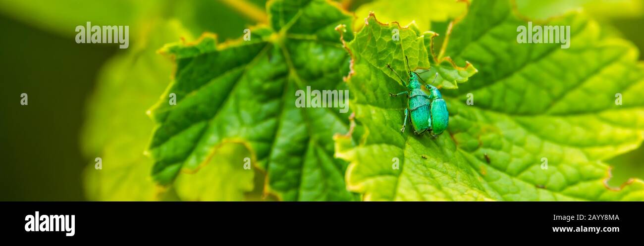 Macro closeup di un accoppiamento di coppia di pinzette, tipico comportamento di insetti, specie comune di scarabeo da Europa Foto Stock
