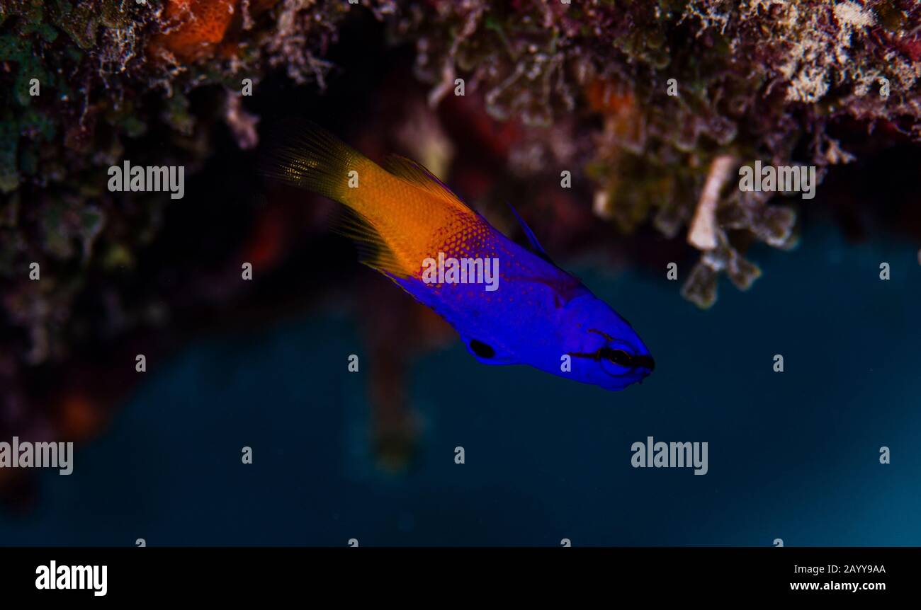 Un fagotto fairy, o una grammatica reale su Buddy's Reef in Bonaire Olanda. Il nome scientifico è gramma loreto. Foto Stock