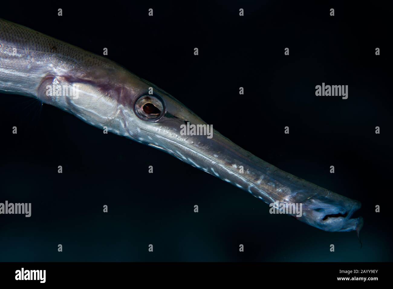 Un pesce trombettista Atlantico che prowling la barriera corallina di Buddy’s Reef a Bonaire, Paesi Bassi. Nome scientifico è Aulostomus maculatus. Foto Stock