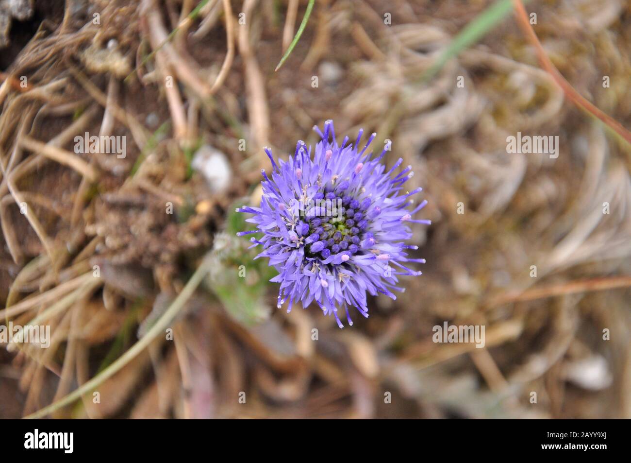 Sheep's-bit, 'Jasione montana', chiamato Pecora 's-bit scabious, close up, brughiera e cima scogliera, estate, crescendo su una parete di granito vicino Lands End, Cornovaglia, En Foto Stock