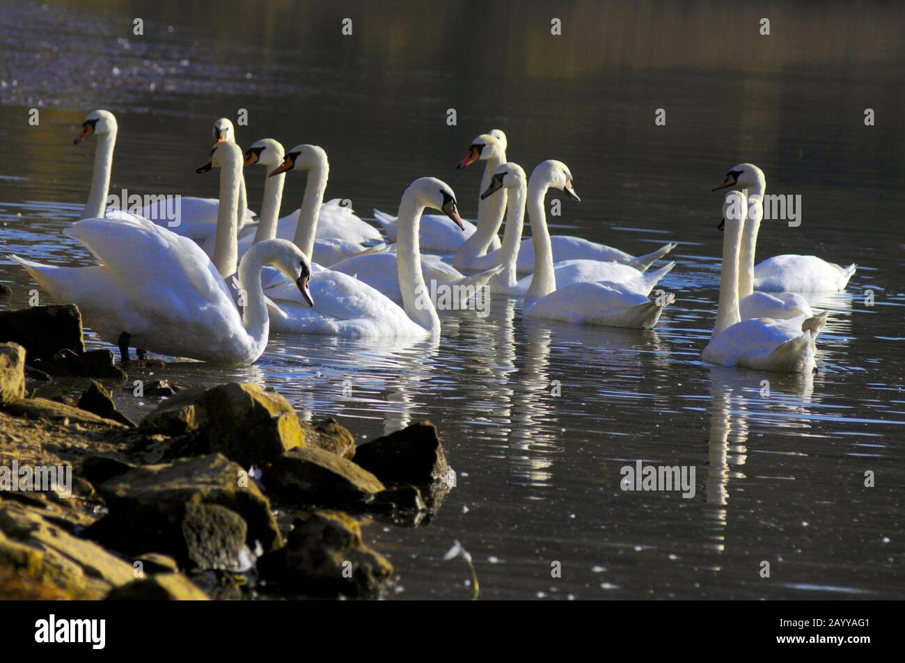 bianco, lago, cigno, cigni, acqua, bello, natura, blu, animale, uccello, sfondo, nuoto, bellezza, verde, all'aperto, muto, selvaggio, fauna selvatica, fiume, vincere Foto Stock