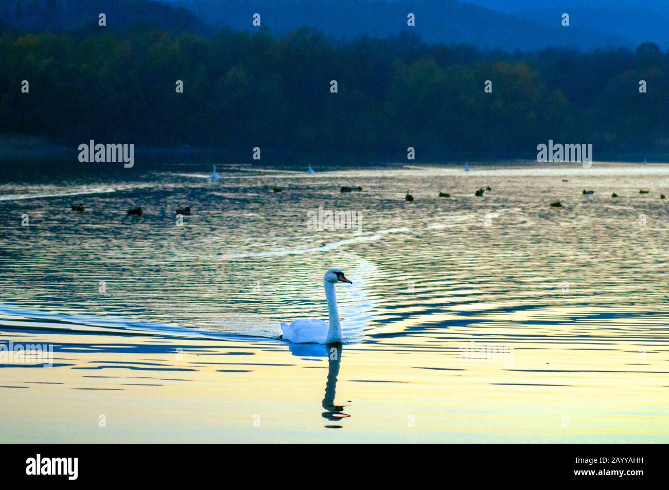 bianco, lago, cigno, cigni, acqua, bello, natura, blu, animale, uccello, sfondo, nuoto, bellezza, verde, all'aperto, muto, selvaggio, fauna selvatica, fiume, vincere Foto Stock