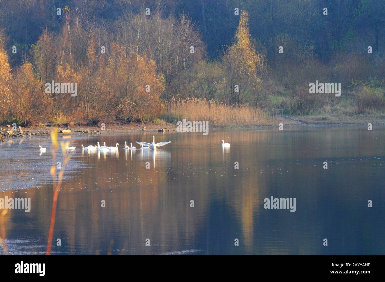 bianco, lago, cigno, cigni, acqua, bello, natura, blu, animale, uccello, sfondo, nuoto, bellezza, verde, all'aperto, muto, selvaggio, fauna selvatica, fiume, vincere Foto Stock