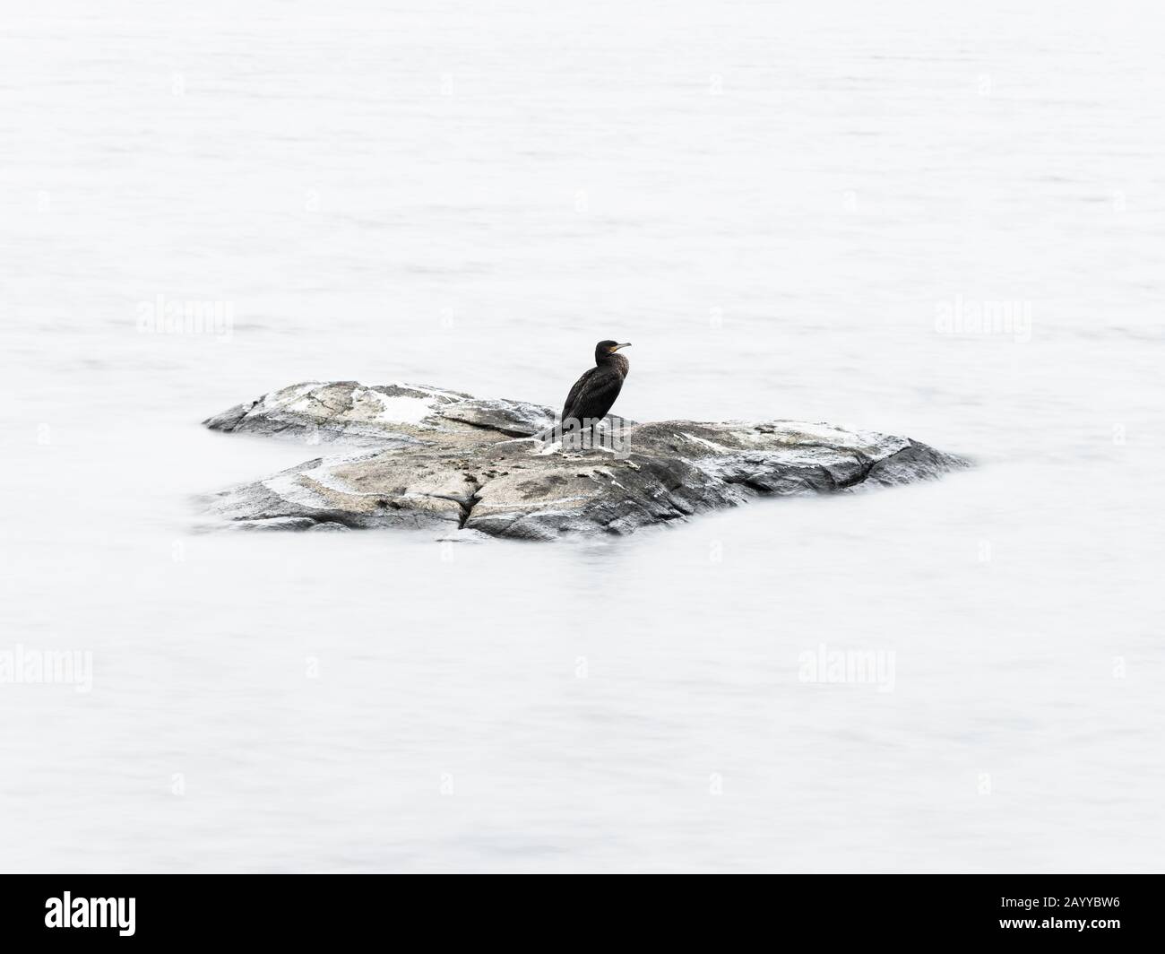 14 Gennaio 2018 - Gothenburg, Svezia. Cormorant riposante su una roccia. In un lago. I punti salienti dell'acqua sono sbiancati nella post-produzione. Foto Stock