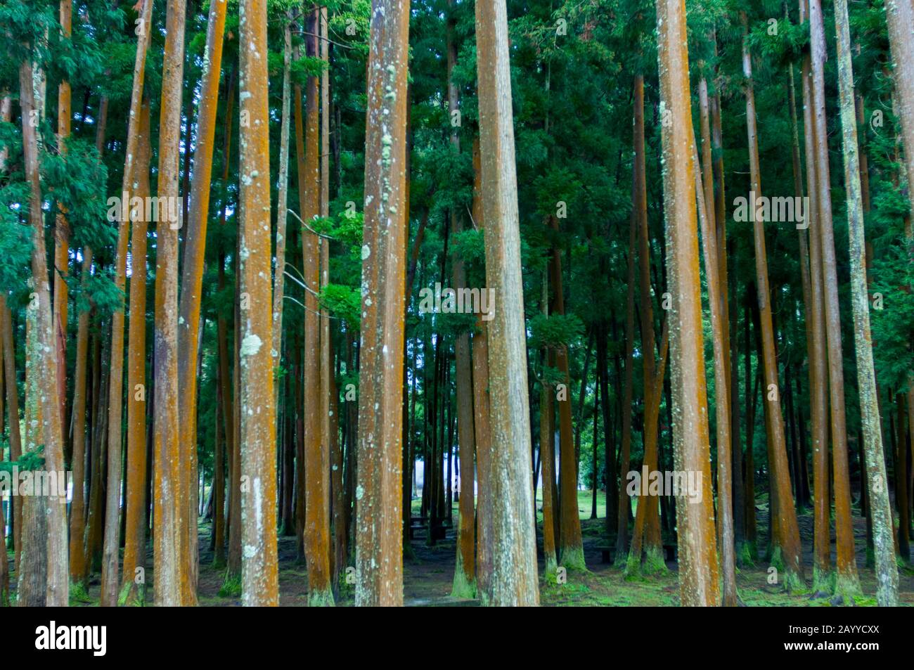 Alberi di cedro giapponesi (Cryptomeria japonica) al Lagoa das Furnas sull'isola di Sao Miguel nelle Azzorre, Portogallo. Foto Stock