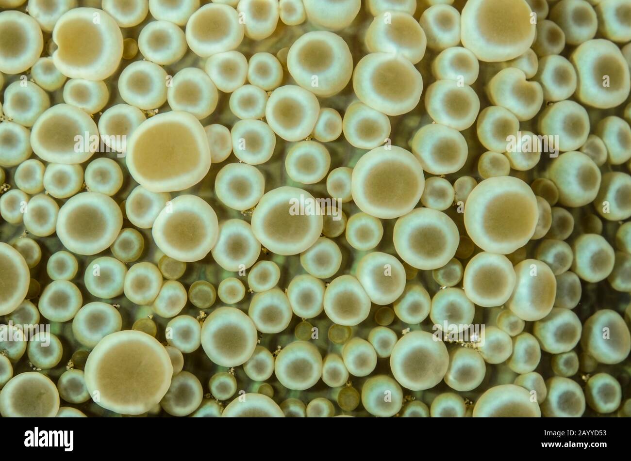 Il Tappeto Di Haddon Anemone, Stichodactyla Haddoni, Lo Stretto Di Lembeh, Sulawesi Nord, Indonesia, Pacifico Foto Stock