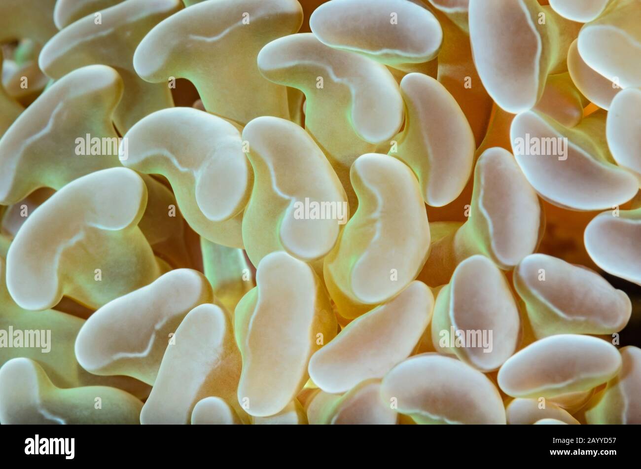 Corallo di ancoraggio, Fimbriaphyllia ancoraa, Lembeh Strait, Nord Sulawesi, Indonesia, Pacifico Foto Stock