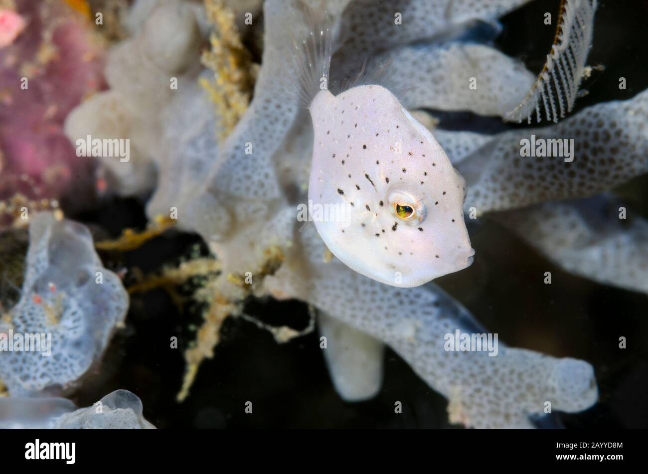 Filefish, Brachaluteres taylori, stretto di Lembeh, Sulawesi settentrionale, Indonesia, Pacifico Foto Stock