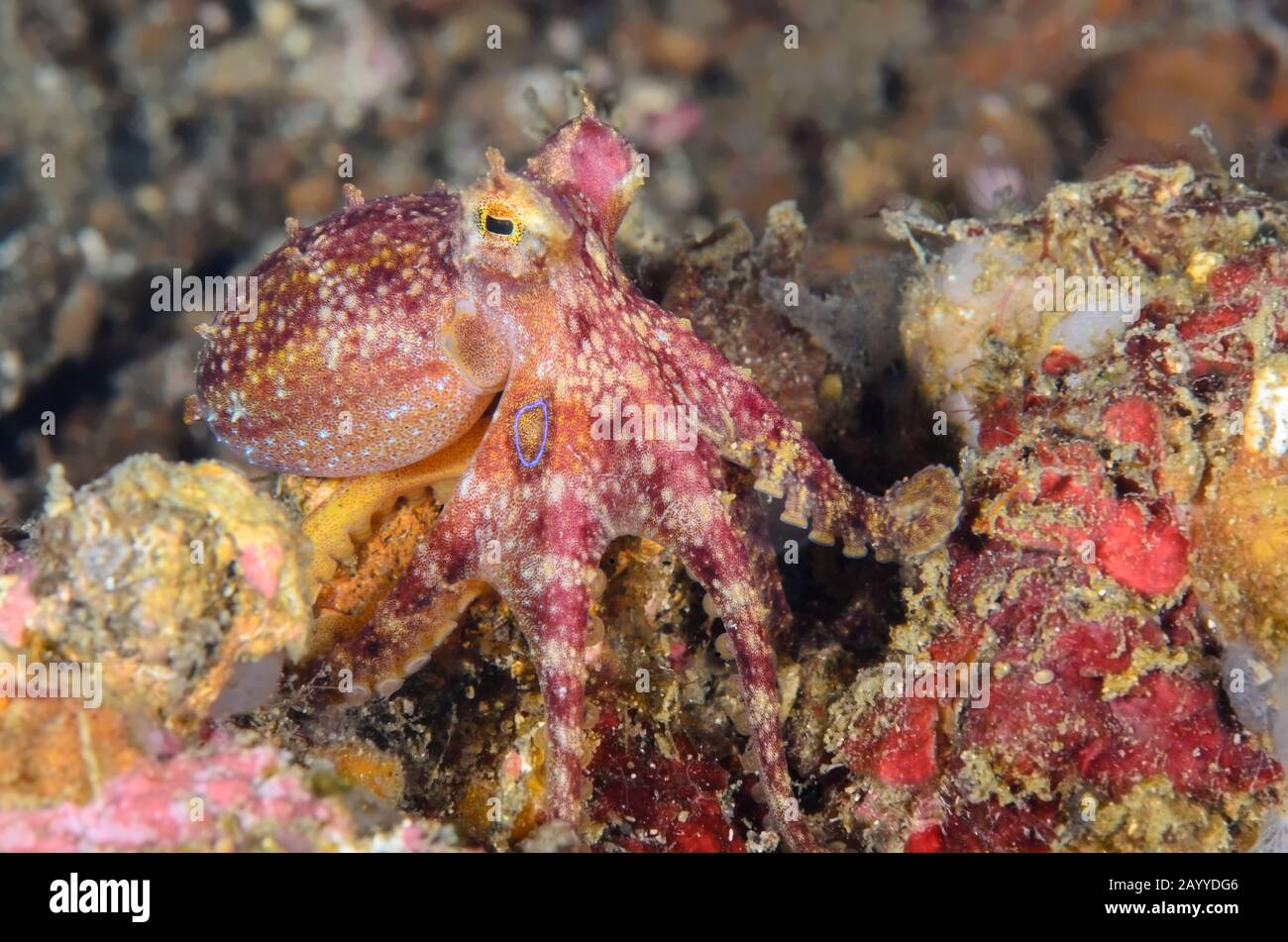 Polpo di veleno ocellato o polpo di Mototi, Amphioctopus siamensis, Lembeh Strait, Sulawesi settentrionale, Indonesia, Pacifico Foto Stock