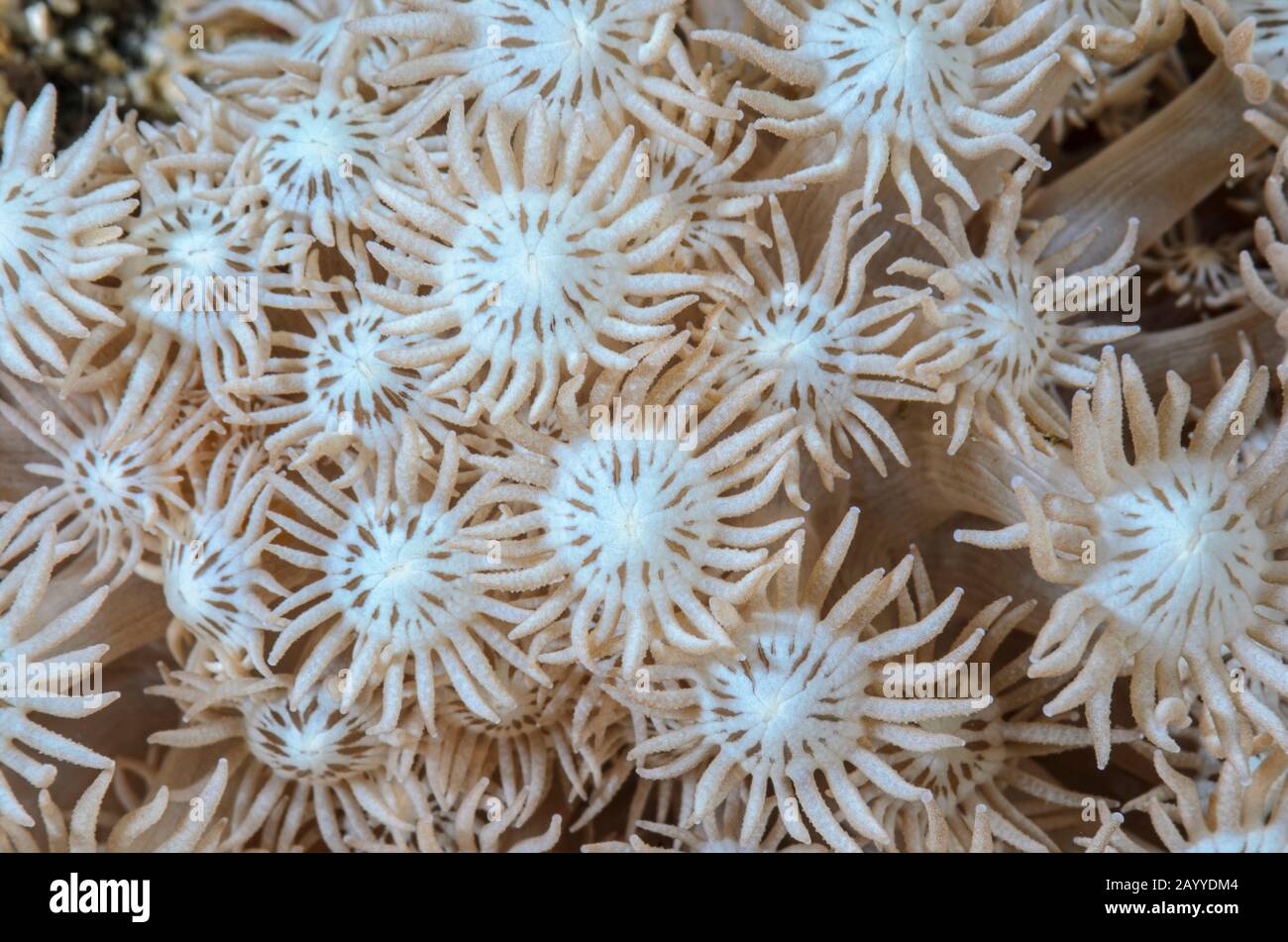 Vaso di fiori i polipi di corallo, Goniopora sp., Lembeh strait, Nord Sulawesi, Indonesia, il Pacifico Foto Stock