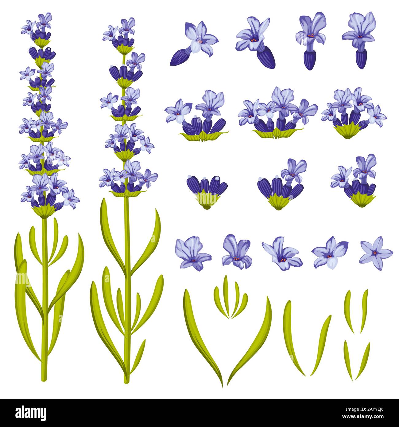 Fiori di lavanda. Illustrazione costruttore di vettori per la stampa di produzione, decorazione, biglietti d'auguri e inviti Illustrazione Vettoriale