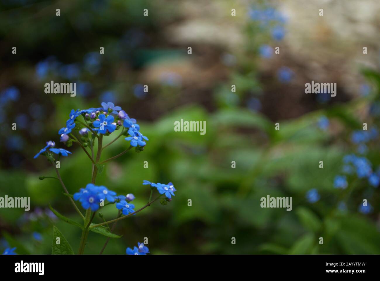 Primo piano di itty bitty blu non mi dimenticare nel mio giardino myosotis alpestris silvatica Foto Stock