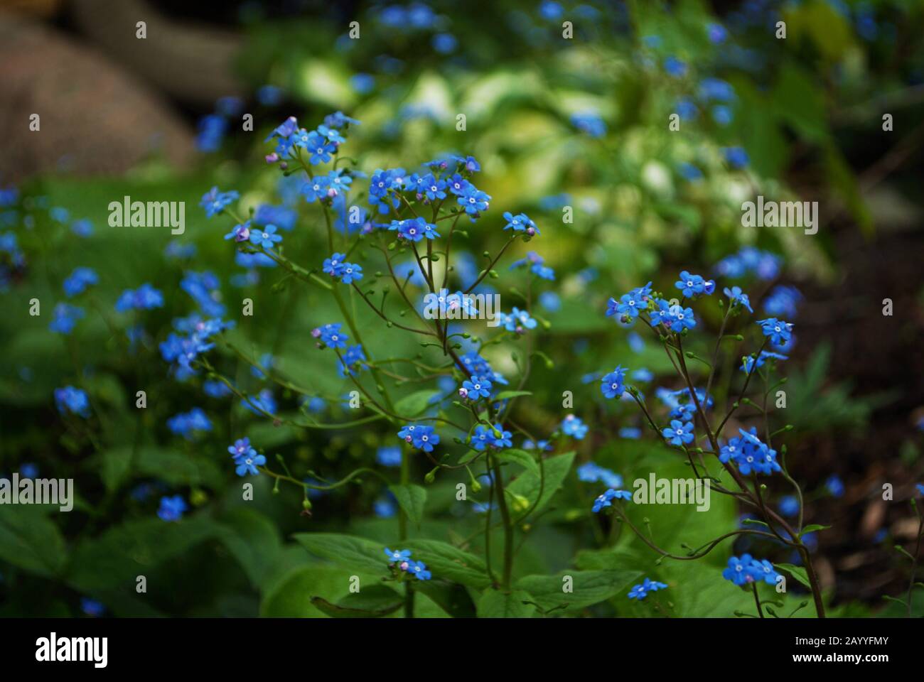 Primo piano di itty bitty blu non mi dimenticare nel mio giardino myosotis alpestris silvatica Foto Stock