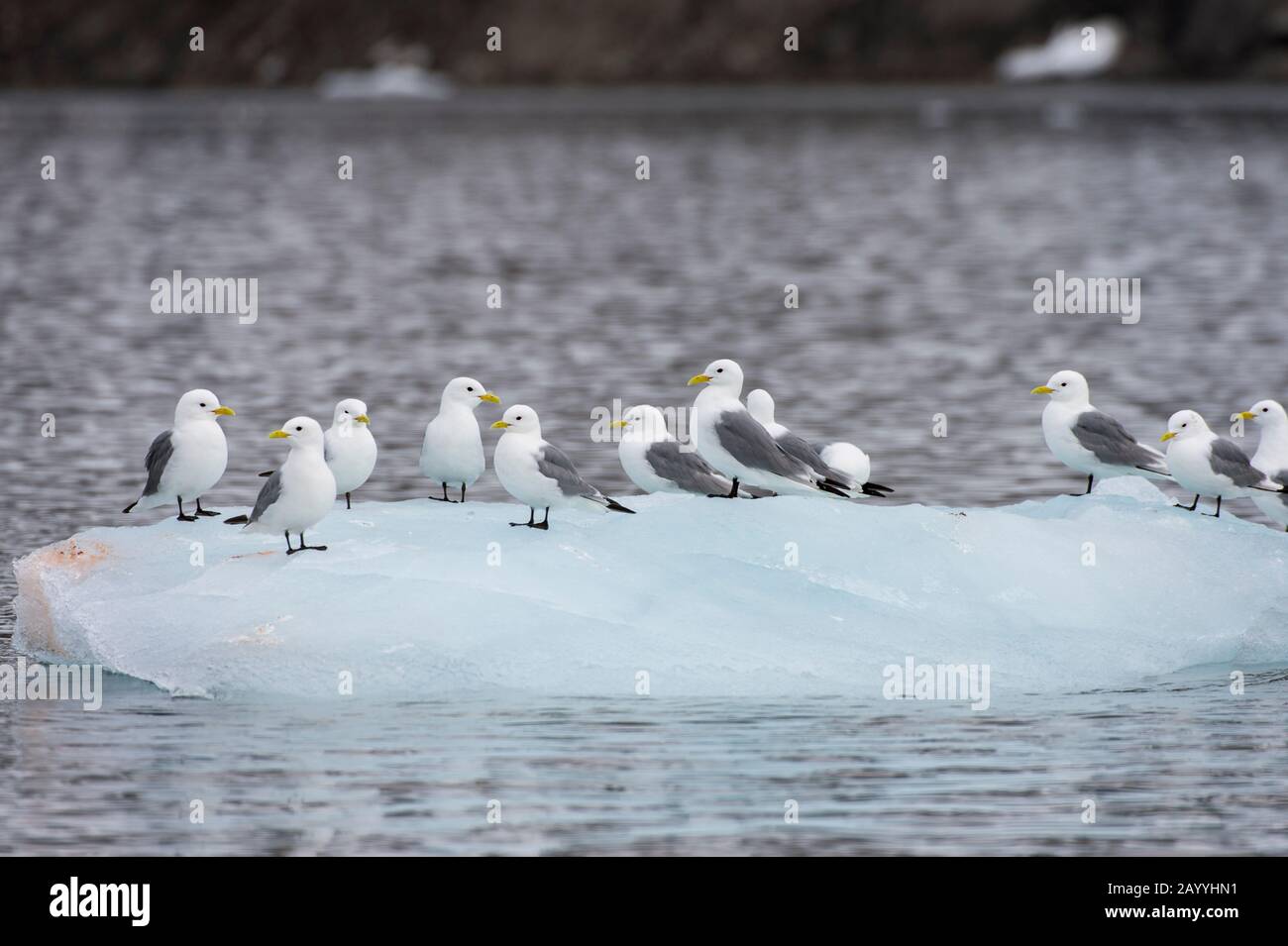 Gattie con zampe nere (Rissa tridactyla) seduti su ghiaccio davanti al Samarinbreen, un ghiacciaio a Hornsund a Svalbard, Norvegia. Foto Stock