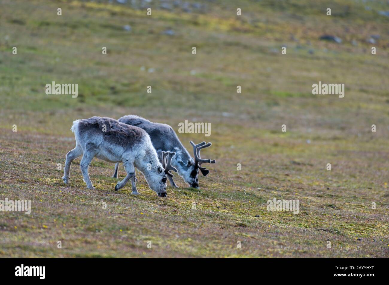Renne (Rangifer tarandus) al pascolo nella tundra a Kapp Lee sull'isola di Edgeoya, Svalbard, Norvegia. Foto Stock