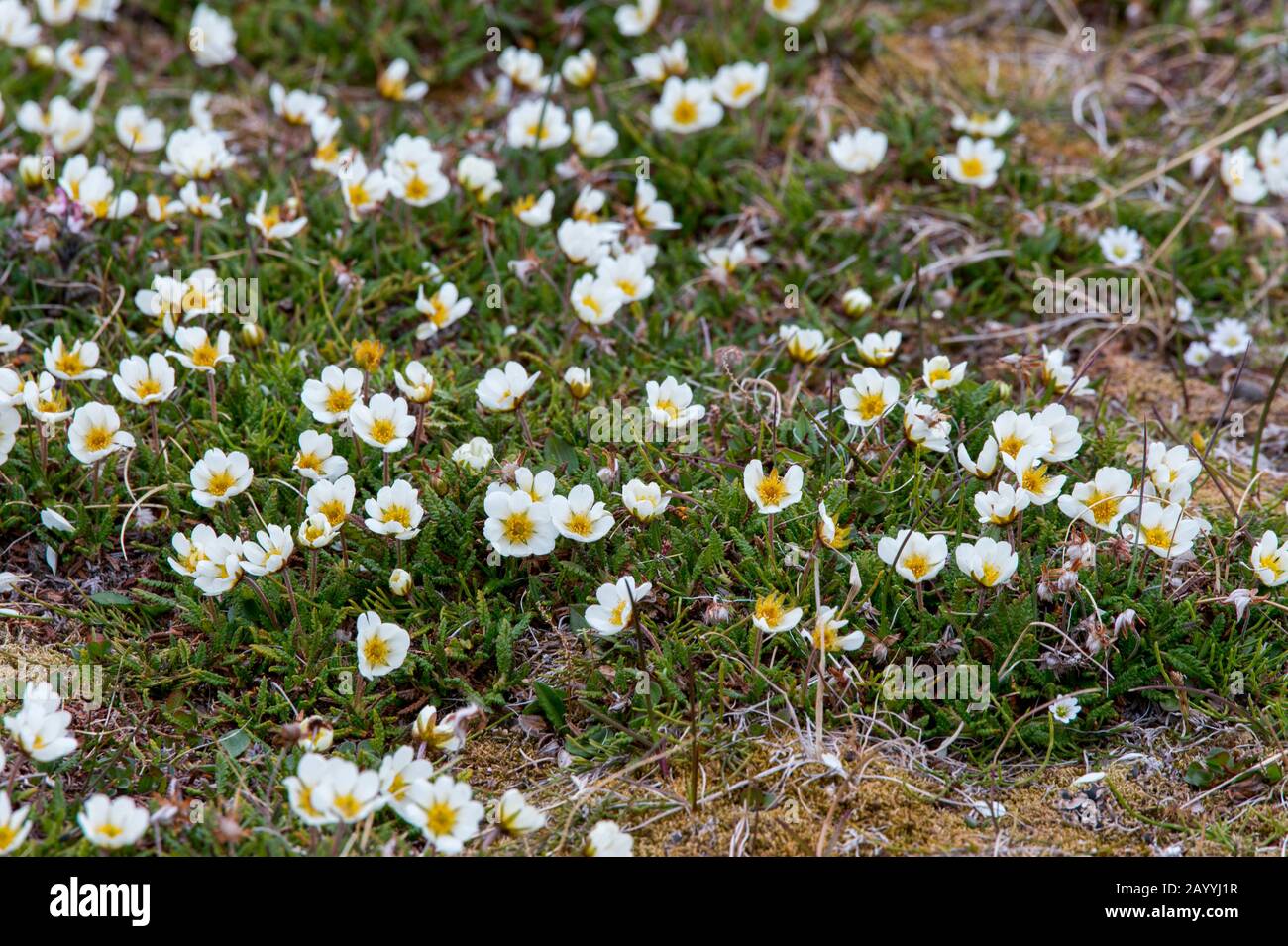 Montagne Avens (Dryas octopetala) fioritura sulla tundra a Kapp Lee sull'isola di Edgeoya, Svalbard, Norvegia. Foto Stock