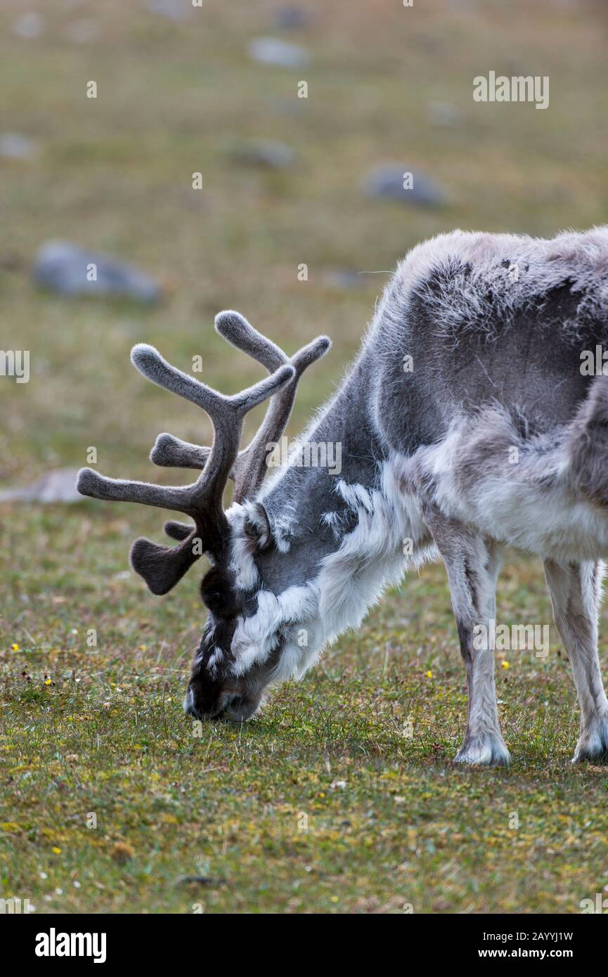Renne (Rangifer tarandus) al pascolo nella tundra a Kapp Lee sull'isola di Edgeoya, Svalbard, Norvegia. Foto Stock