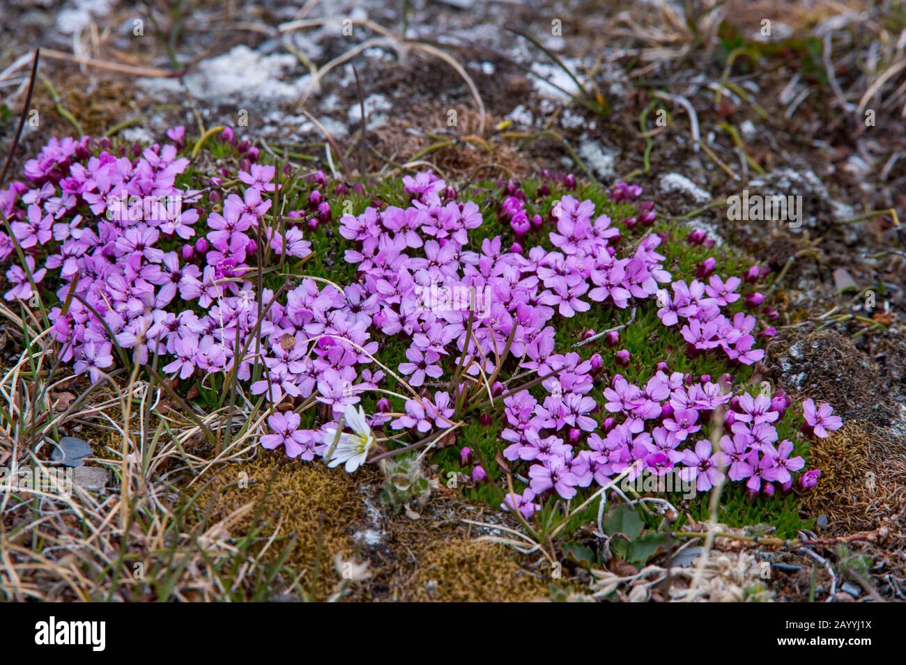 Sassifrage viola fiorisce sulla tundra a Kapp Lee sull'isola di Edgeoya, Svalbard, Norvegia. Foto Stock