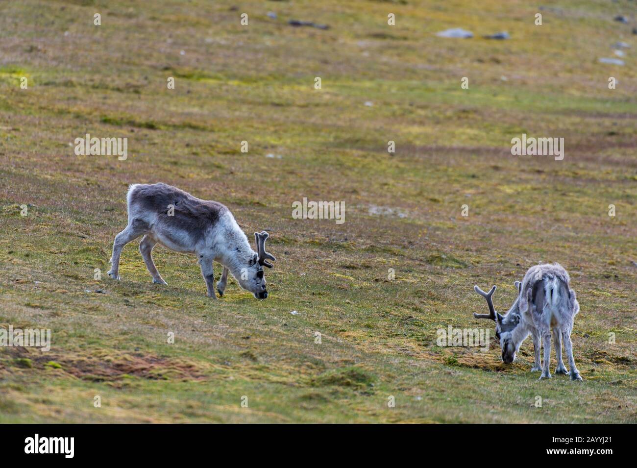 Renne (Rangifer tarandus) al pascolo nella tundra a Kapp Lee sull'isola di Edgeoya, Svalbard, Norvegia. Foto Stock