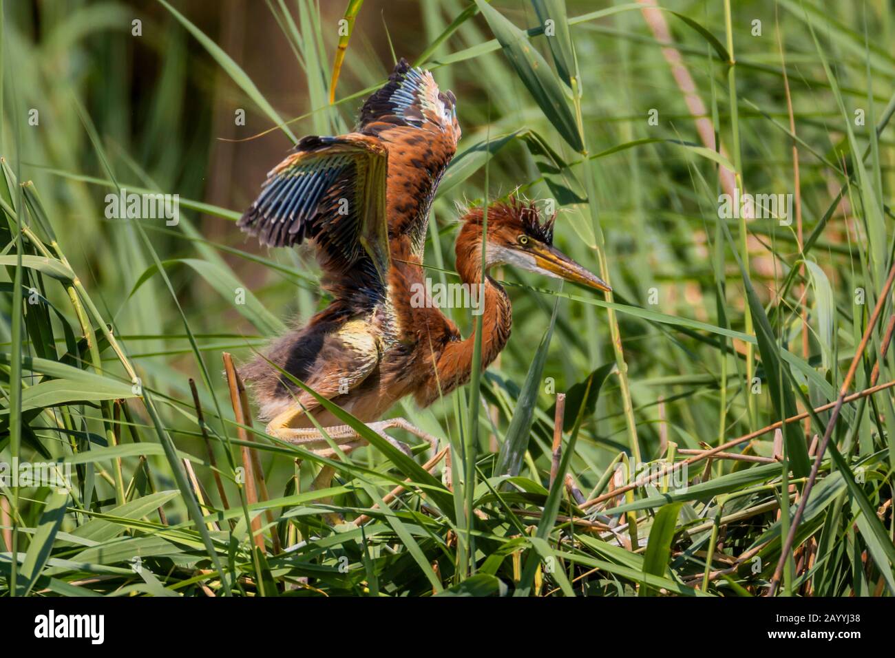 L'airone viola (Ardea purpurpurea), giovane uccello che attraversa l'erba alta, diffonde le ali, la Germania, la Baviera, Niederbayern, Bassa Baviera Foto Stock