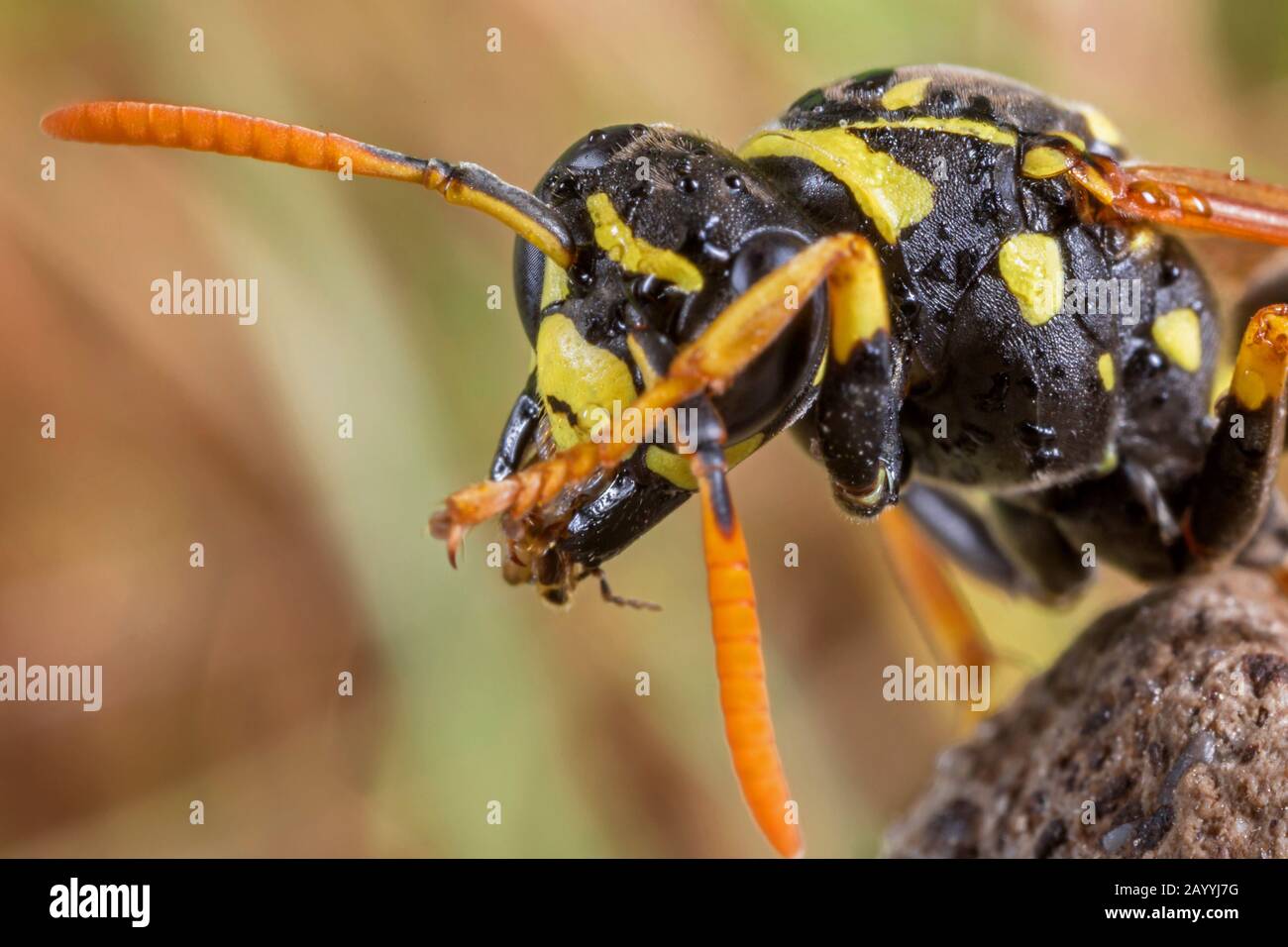 Vespa di carta (Polistes gallica, Polistes dominula), pulisce la testa e le antenne, Germania, Baviera, Niederbayern, bassa Baviera Foto Stock