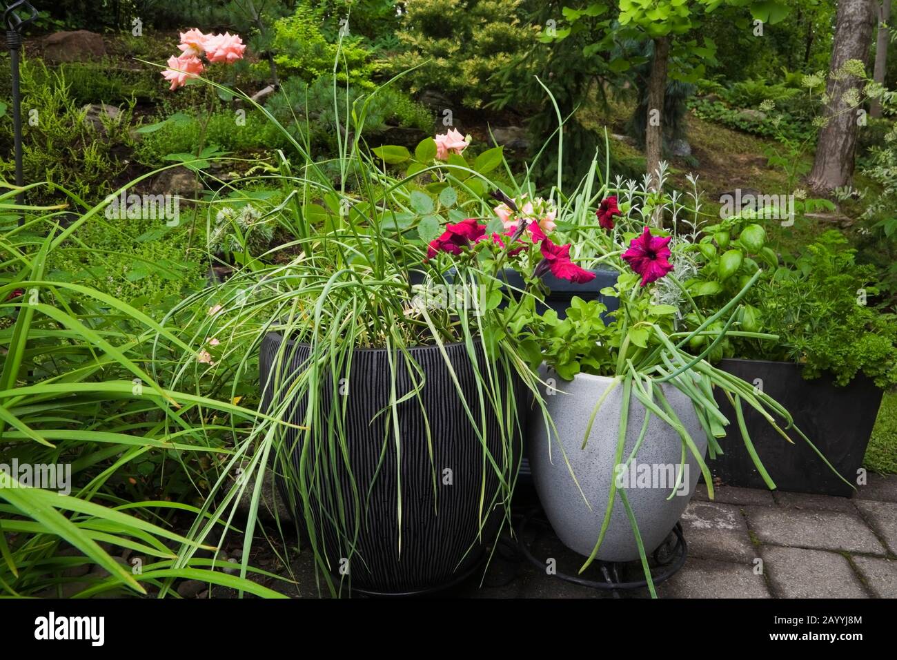 Piantatrici con Allium fistuolosum - Onioni verdi, Allium sativum - aglio e fiori annuali viola in giardino cortile in estate. Foto Stock