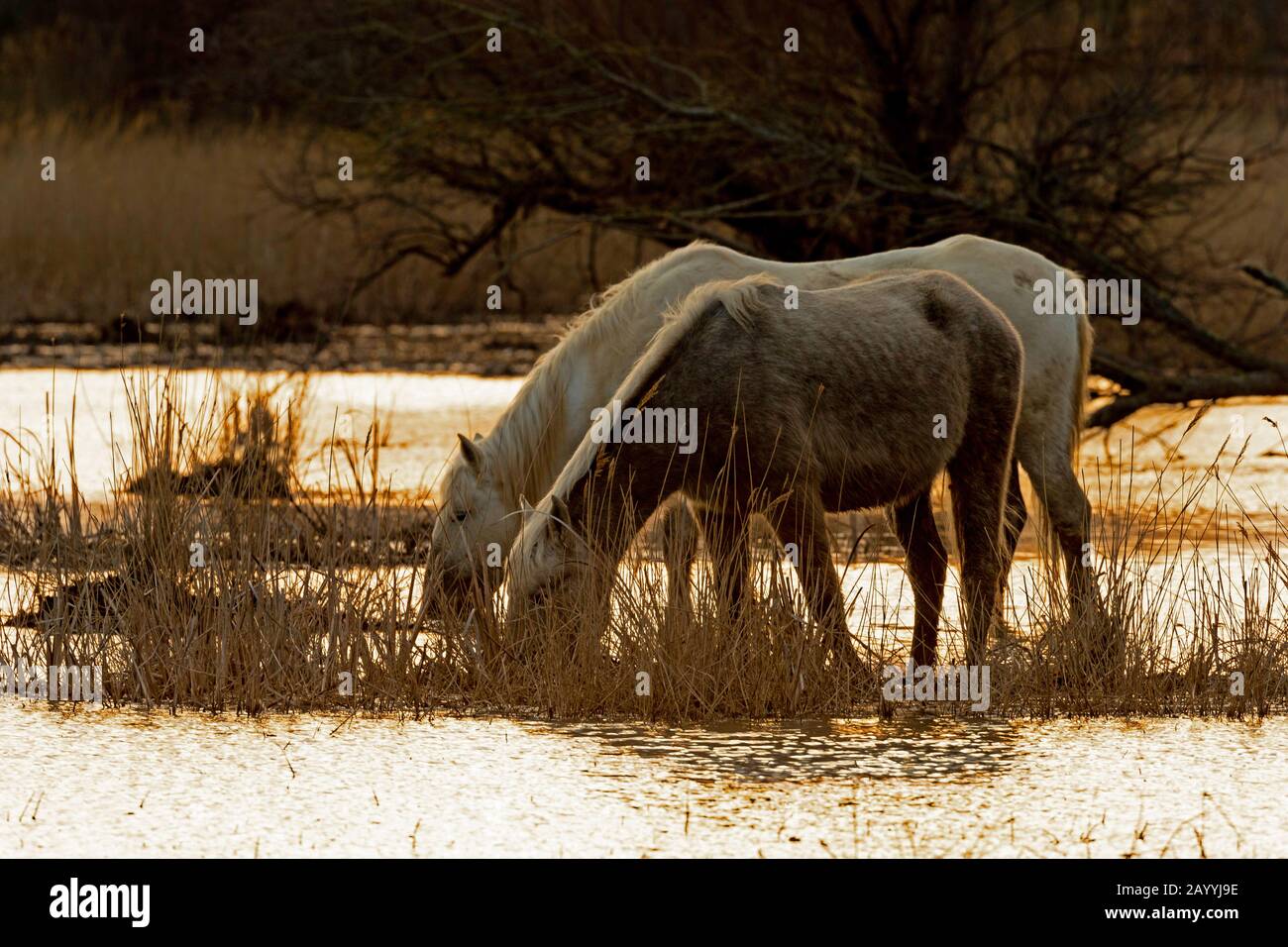 Cavallo Camargue (Equus przewalskii F. caballus), cavalli bere in acque poco profonde, Spagna, Roses Foto Stock