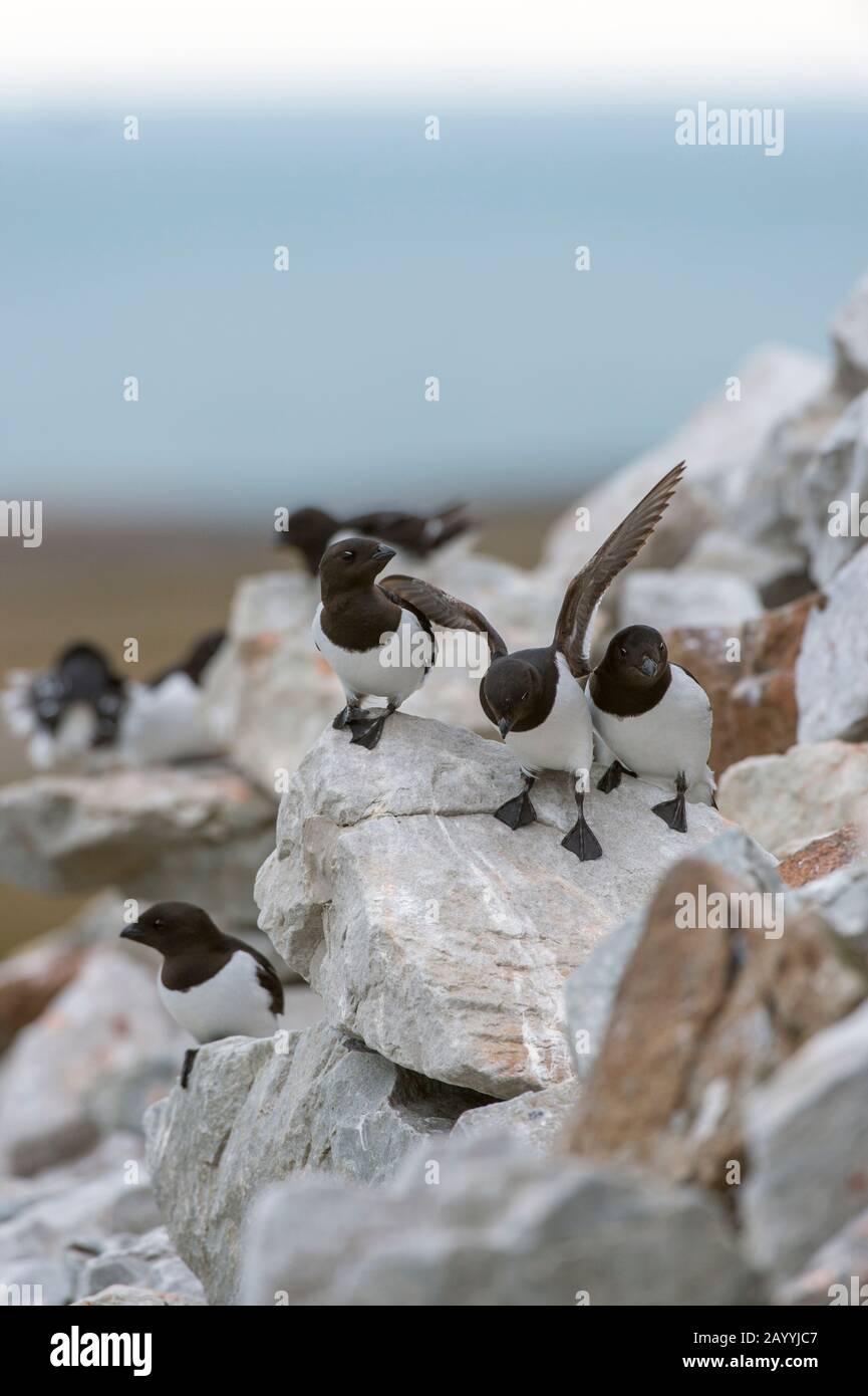 Un po 'auk o dovekie (alle alle) sta atterrando al loro sito di nidificazione su una collina rocciosa a Varsolbukta a Bellsund, che è un 20 km di suono e p Foto Stock