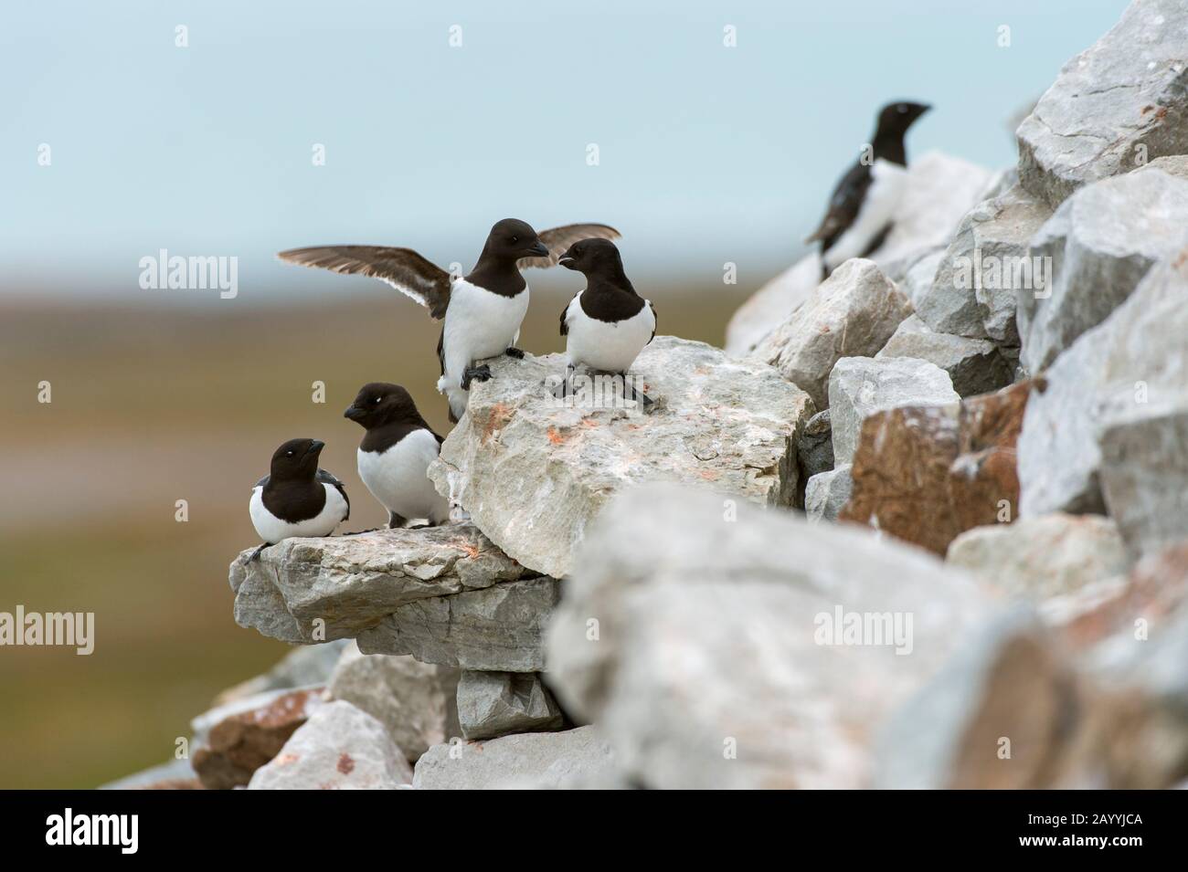 Un po 'auk o dovekie (alle alle) sta atterrando al loro sito di nidificazione su una collina rocciosa a Varsolbukta a Bellsund, che è un 20 km di suono e p Foto Stock