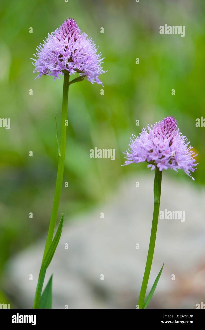 Orchidea del globo, Orchidea rotonda, Orchidea rotonda (Traunsteinera globosa), fioritura, Austria, Kleinwalsertal Foto Stock