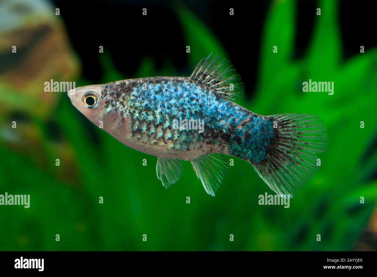 Pesce platyfish meridionale (Xiphophorus maculatus), forma di allevamento Calico Blau Foto Stock