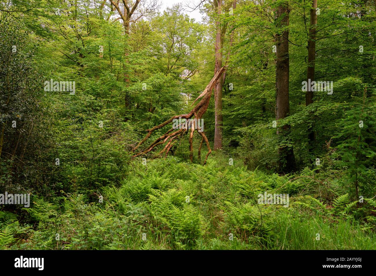 Quercia (Quercus spec.), albero rotto nella riserva naturale Hasbruch, Germania, Brema, NSG Hasbruch Foto Stock