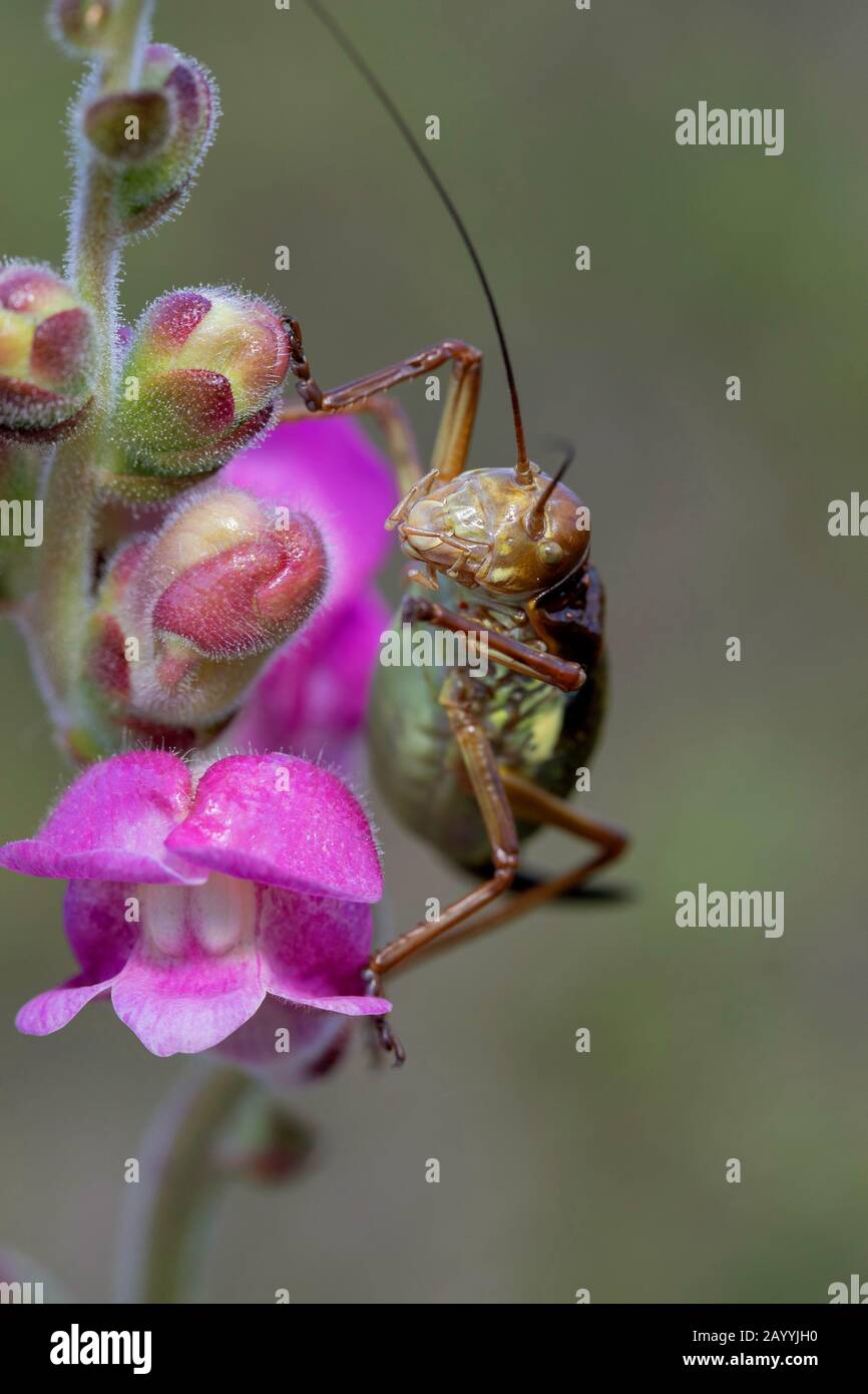 Cricket bush con supporto ruvido, bush-cricket con supporto Rough (Uromenus rugosicollis, Ephippiger rugosicollis), seduto a un fiore di drago in fiore, vista frontale, Spagna, Katalonia Foto Stock