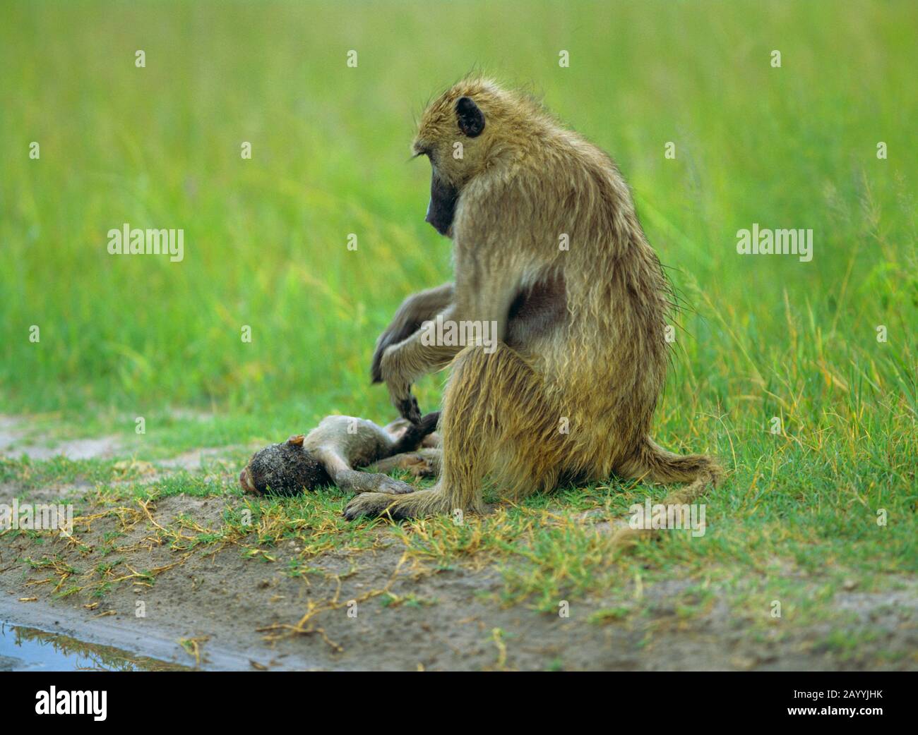 Babbuino guineano, babbuino occidentale (Papio papio), madre con bambino Foto Stock