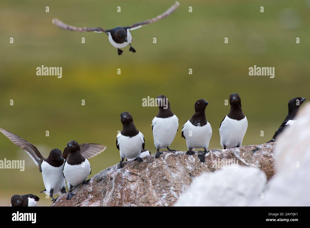 Piccole auks o dovekies (alle alle) atterrano su una roccia nel loro sito di nidificazione su una collina rocciosa a Varsolbukta a Bellsund, che è un sostantivo lungo 20 km Foto Stock
