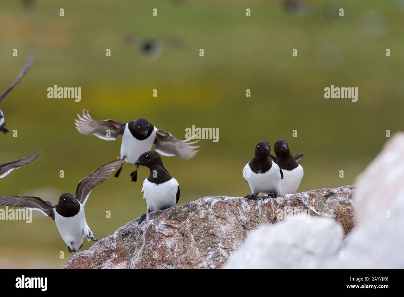 Piccole auks o dovekies (alle alle) atterrano su una roccia nel loro sito di nidificazione su una collina rocciosa a Varsolbukta a Bellsund, che è un sostantivo lungo 20 km Foto Stock