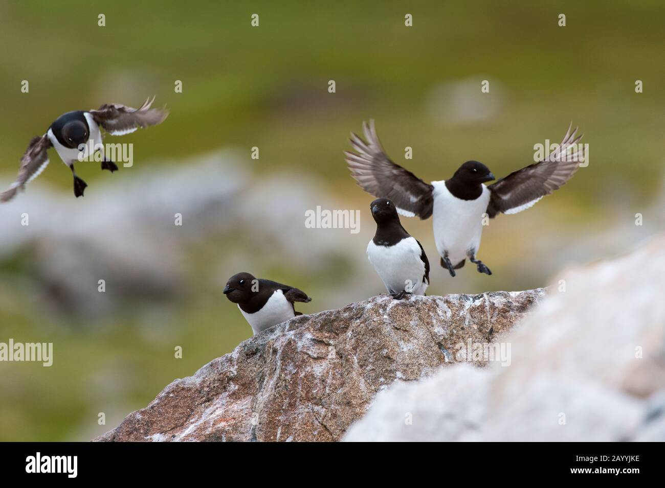 Piccole auks o dovekies (alle alle) atterrano su una roccia nel loro sito di nidificazione su una collina rocciosa a Varsolbukta a Bellsund, che è un sostantivo lungo 20 km Foto Stock