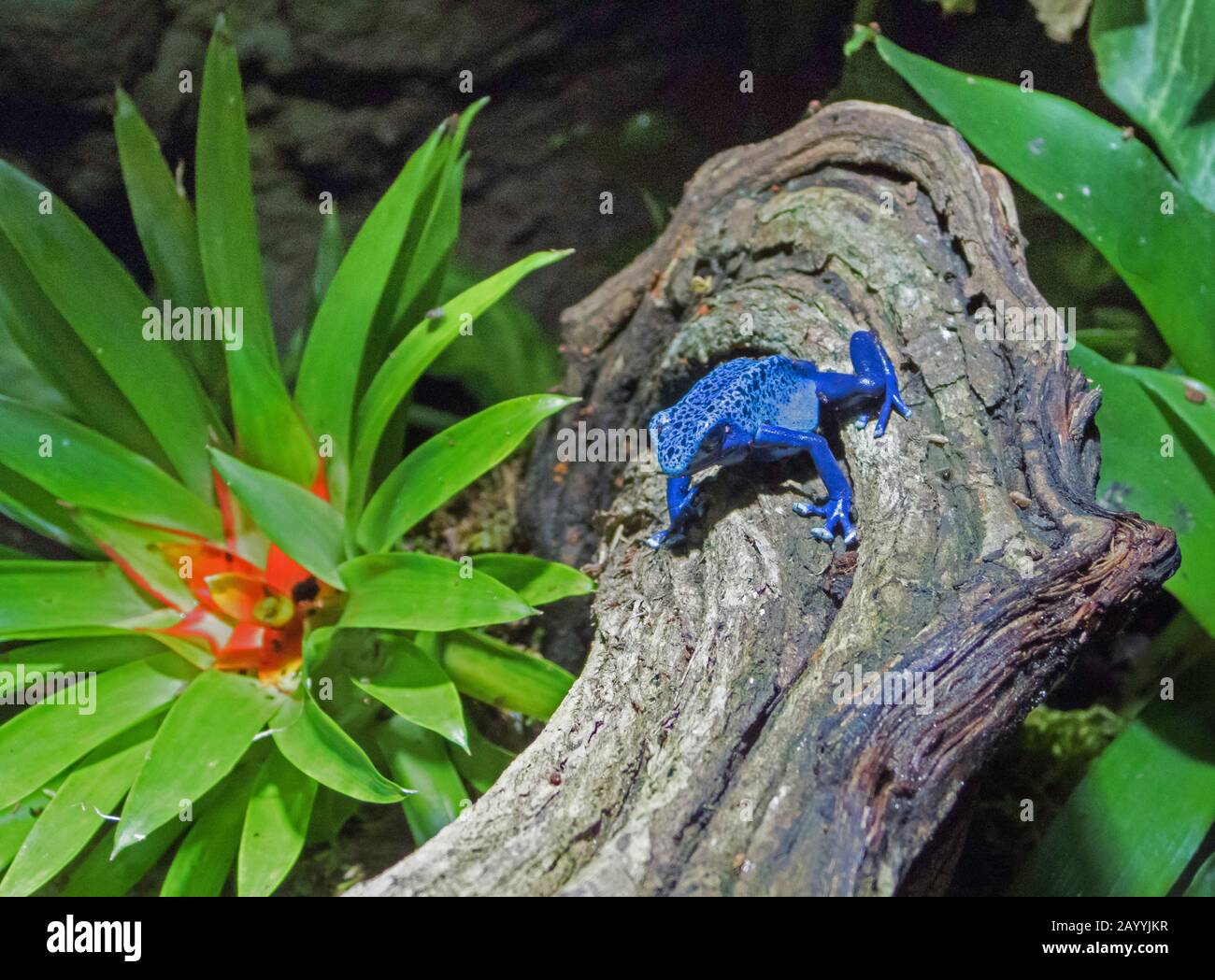 Blue Poison Frog, tintura schiuma di veleno-freccia, Tintura rana di veleno (Dendrobates tinctorius azureus, Dendrobates azureus), su un ramo Foto Stock