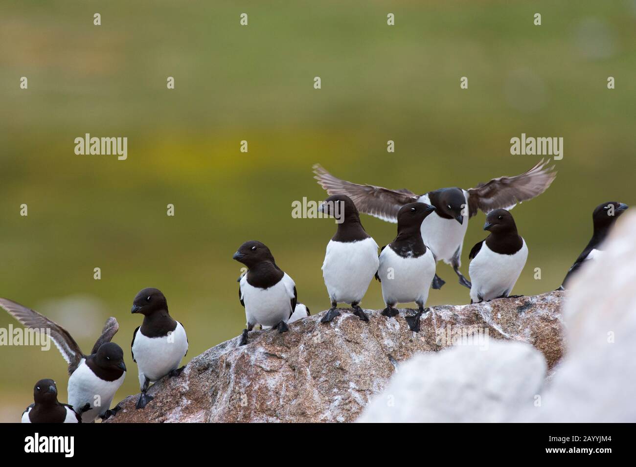 Piccole auks o dovekies (alle alle) atterrano su una roccia nel loro sito di nidificazione su una collina rocciosa a Varsolbukta a Bellsund, che è un sostantivo lungo 20 km Foto Stock